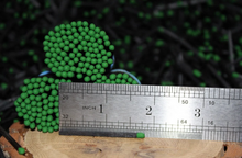 Load image into Gallery viewer, Green and Black colored Tipped matches 1.85&quot; Safety Matches |Glass Bottles Each with Cork Top, Striker &amp; 40 matches
